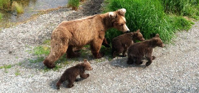 bear-viewing-brooks-cubs