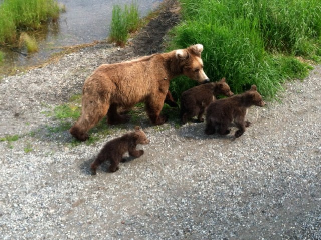 Bear-Viewing-3-cubs