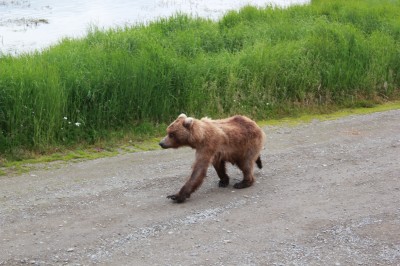 Bear viewing in Chinitna Bay