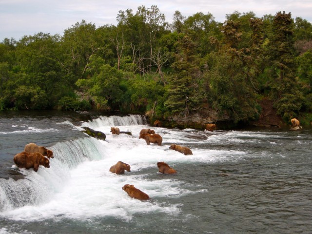 Brooks Camp bear viewing with Steller Air in Homer, Alaska